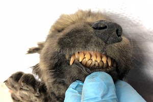 ELLITORAL_273715 |  Gentileza