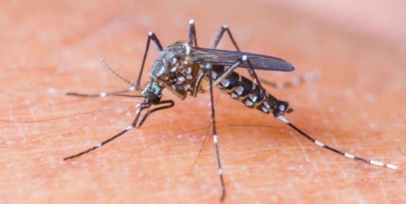 Identifican distintas variedades genéticas del mosquito transmisor del dengue en Córdoba