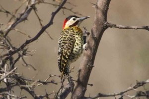 ELLITORAL_405795 |  Gentileza