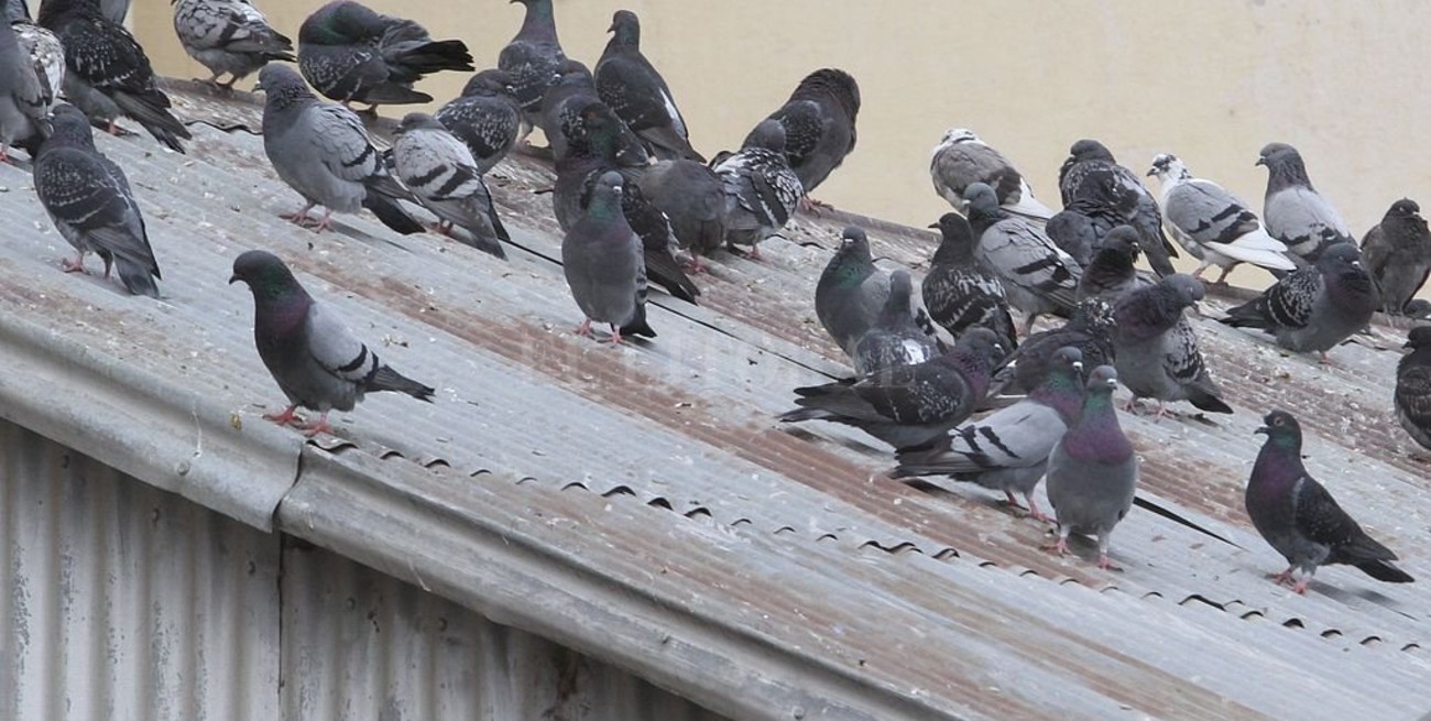 Padres dejaron de enviar a sus hijos a un colegio por invasión de palomas