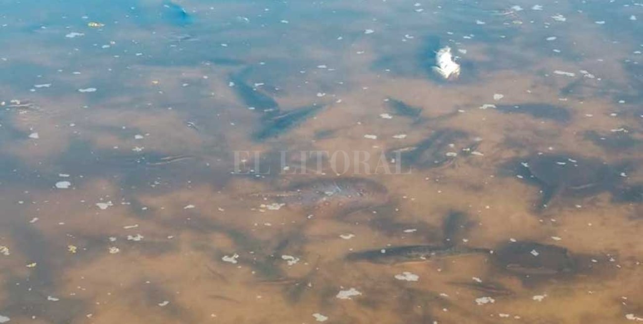 Preocupación por peces muertos en Romang