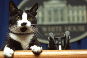 ELLITORAL_238698 |  Archivo Socks fue el gato presidencial de la familia Clinton y el primero en habitar la Casa Blanca