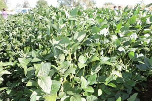 ELLITORAL_208965 |  Campolitoral