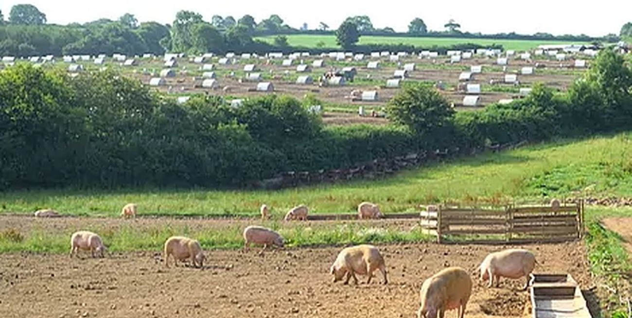 Por falta de carniceros podrían sacrificar a miles de cerdos en el Reino Unido
