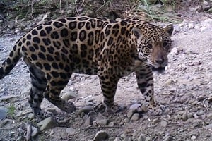 Gentileza Red Yaguareté