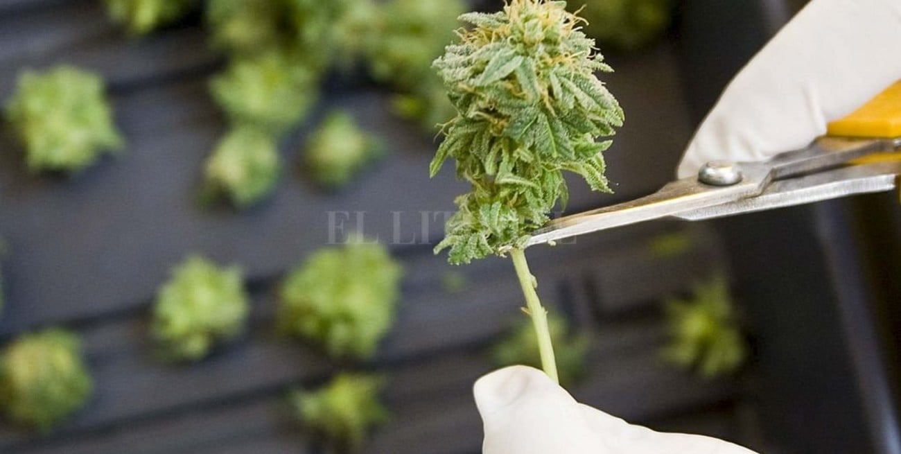 El gobierno salteño acordó la provisión de cannabis medicinal