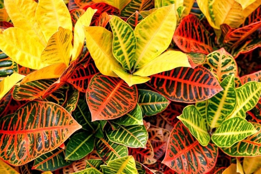 ELLITORAL_413278 |  Gentileza Croton. Foto ilustración Shutterstock.