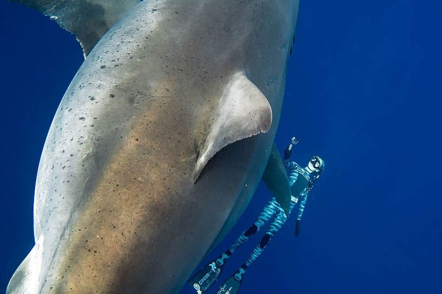 ELLITORAL_235547 |  Oneoceandiving.com A shark said to be 'Deep Blue', one of the largest recorded individuals, swims offshore Hawaii, U.S., January 15, 2019 in this picture obtained from social media on January 17, 2019. @JuanSharks/@OceanRamsey/Juan Oliphant/oneoceandiving.com via REUTERS  ATTENTION EDITORS - THIS IMAGE HAS BEEN SUPPLIED BY A THIRD PARTY. MANDATORY CREDIT. NO RESALES. NO ARCHIVES