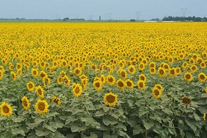 ELLITORAL_199798 |  Archivo El Litoral