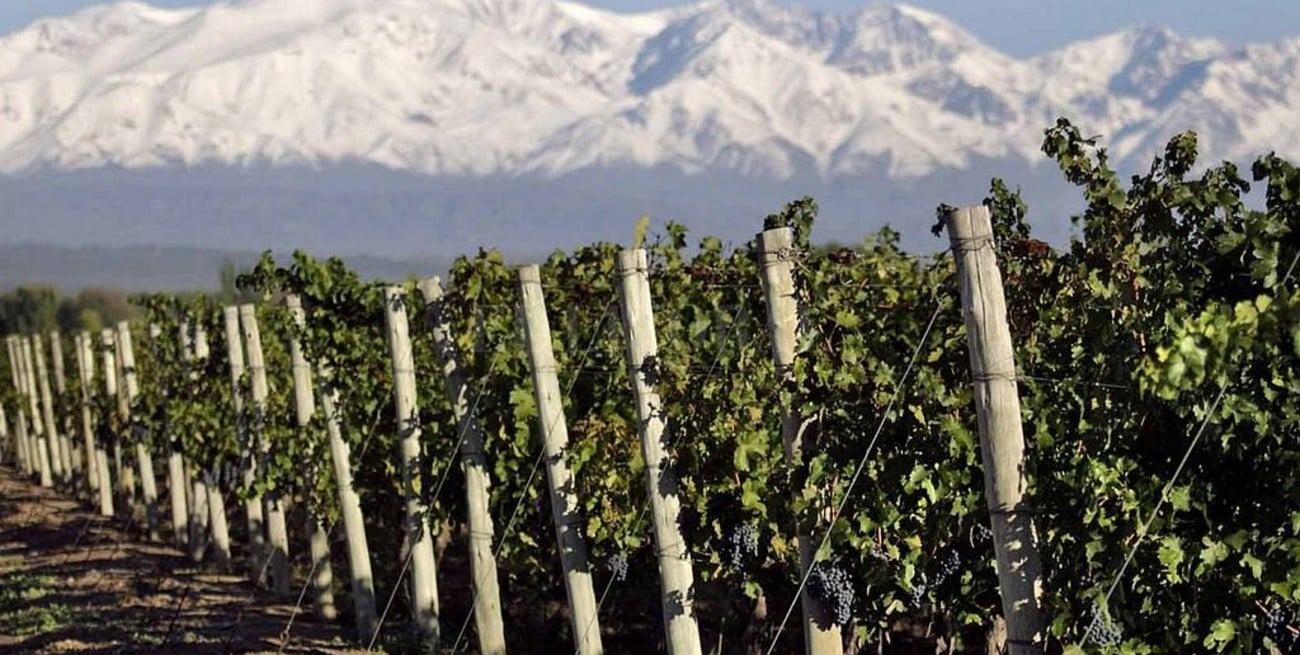 Un establecimiento del Valle de Uco fue elegido la mejor bodega y mejor viñedo del mundo por tercera vez consecutiva