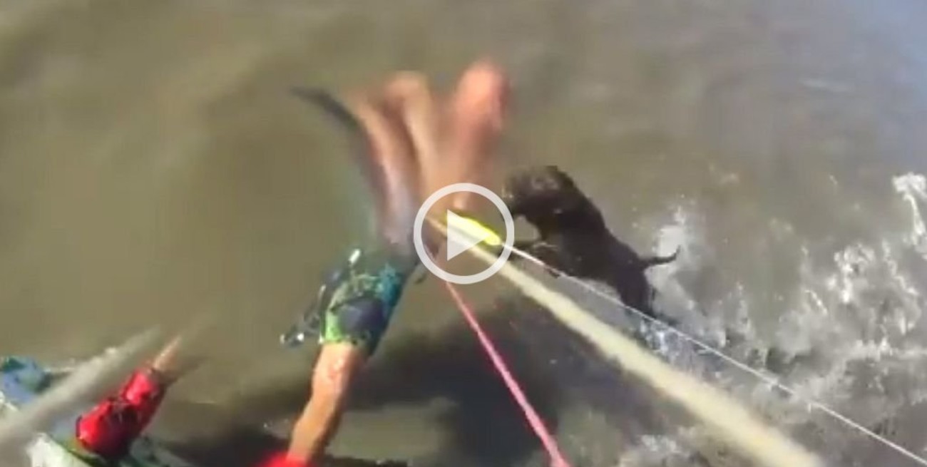 Video: un pitbull lo atacó mientras hacía kitesurf y lo hirió de gravedad