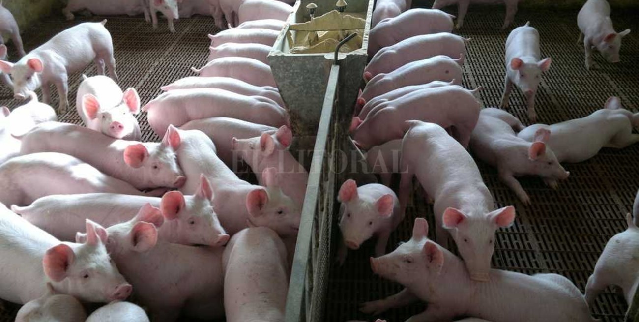 Argentina importará cerdos de EE.UU 
