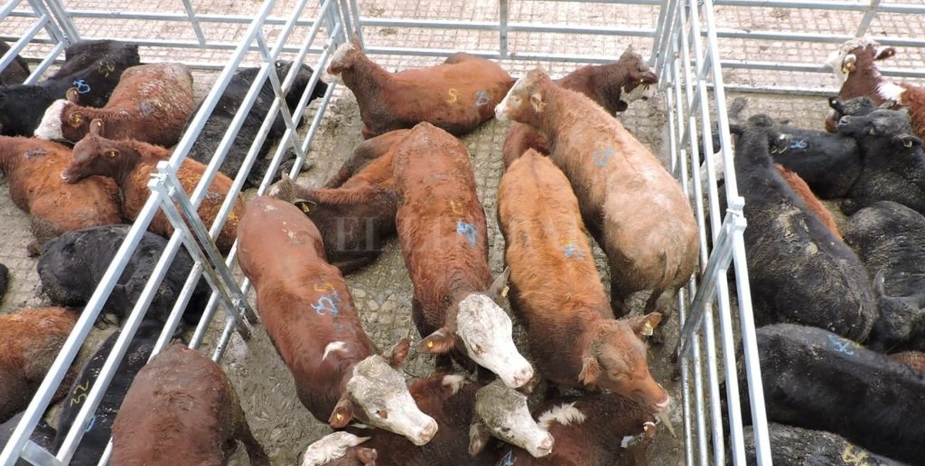 Carne bovina: los precios de la hacienda se "aggiornan", aunque no todo lo que necesitan los ganaderos