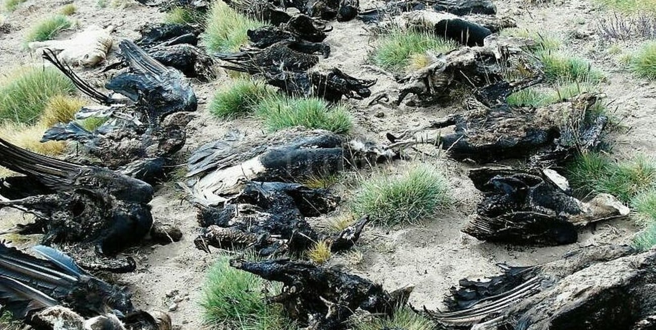 Hallan 34 cóndores muertos y parcialmente quemados