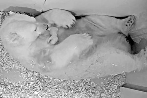 dpa HANDOUT - 03 December 2018, Berlin: A picture provided by the Tierpark Berlin Zoo shows polar bear Tonja with her cub that was born two days earlier. Photo: ---/Tierpark Berlin/dpa - ATTENTION: editorial use only and only if the credit mentioned above is referenced in full