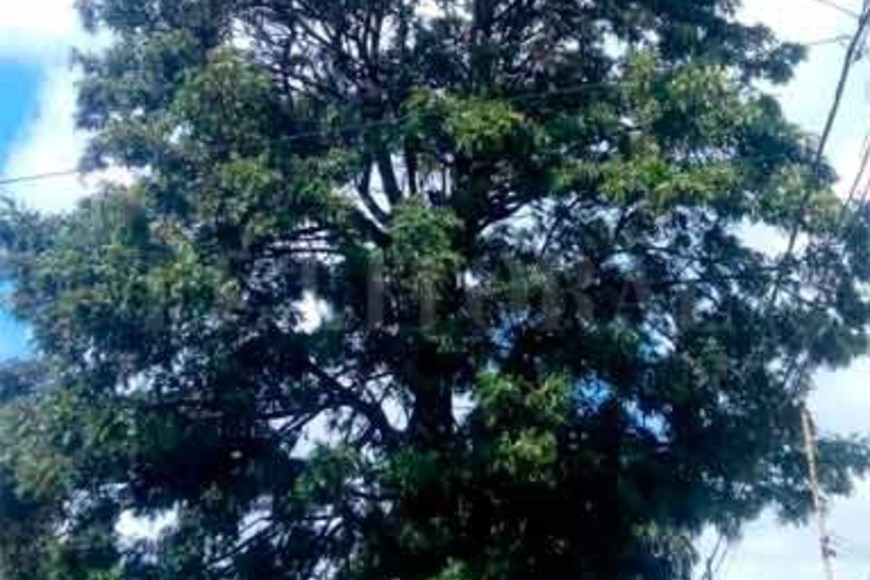 ELLITORAL_240115 |  Periodismo Ciudadano / WhatsApp