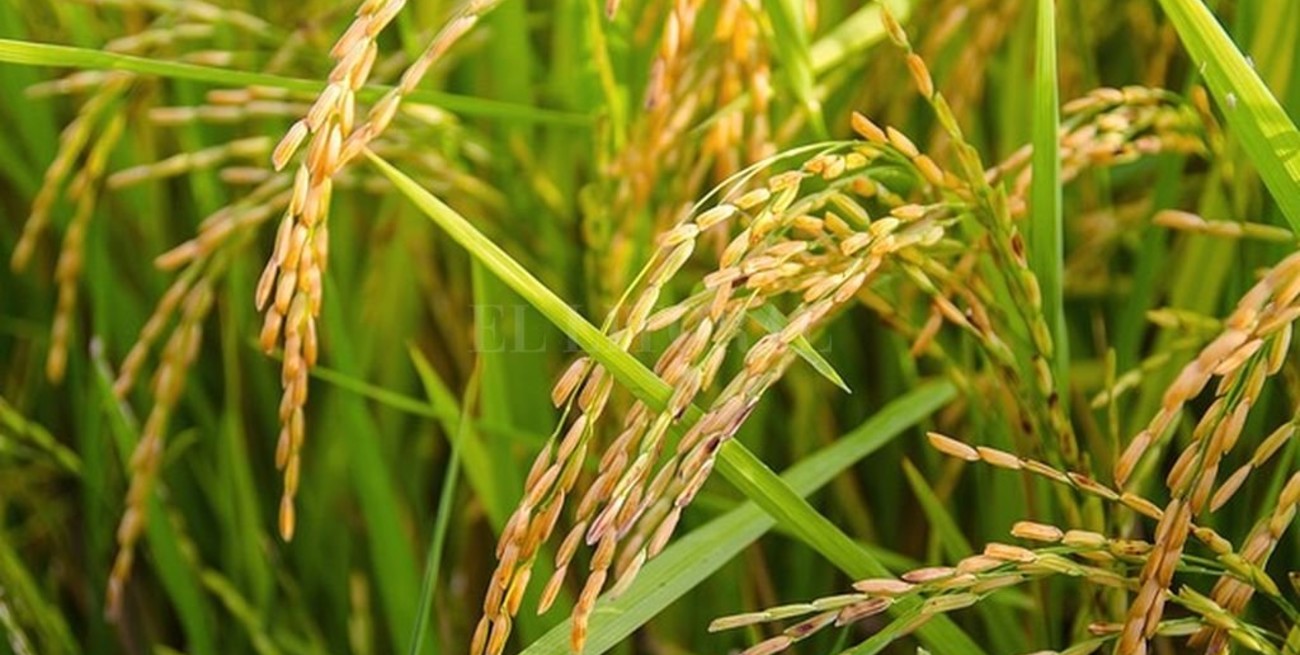 Crean un producto con desechos de producción de arroz que hasta hoy se importaba