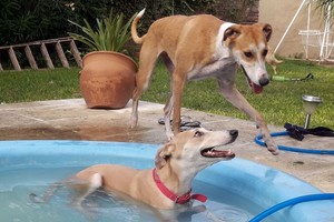 ELLITORAL_429568 |  Evangelina Bermúdez CAZADORES DE IMÁGENES -  Al calor, buena cara y pileta