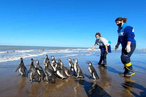 ELLITORAL_405296 |  Télam Un grupo de 14 pingüinos magallánicos retornaron al mar en las playas de San Clemente el viernes pasado luego de atravesar un proceso de rehabilitación en la Fundación Mundo Marino.