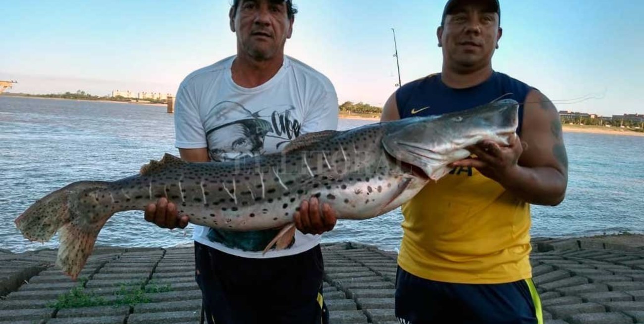 Pescaron un surubí gigante en la Laguna Setúbal