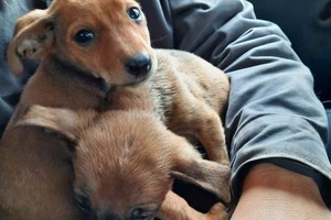 ELLITORAL_404027 |  Gentileza Quienes deseen adoptar a los perros pueden contactarse al 342-5394576 con personal del Imusa.