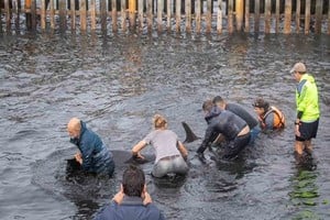 ELLITORAL_437124 |  Twitter Desesperante reacción de una manada de delfines que quedó varada en Ushuaia.