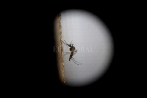 ELLITORAL_189935 |  Archivo El Litoral Aedes aegypti. Es la variedad del mosquito que transmite el virus del zika, dengue y chikungunya; aquí visto con un lente macro.