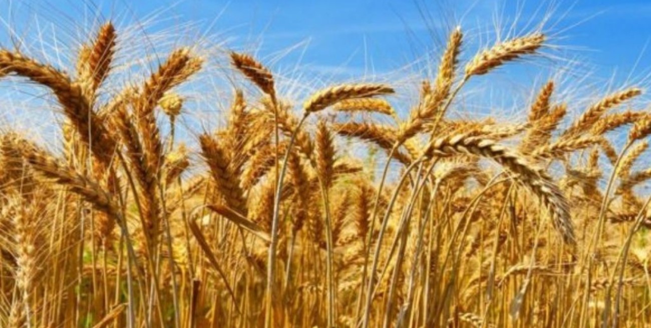 Australia aprobó el trigo transgénico tolerante a la sequía desarrollado en Argentina