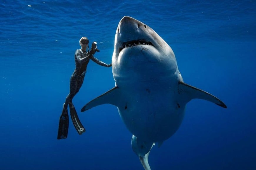 ELLITORAL_235548 |  Oneoceandiving.com A shark said to be 'Deep Blue', one of the largest recorded individuals, swims offshore Hawaii, U.S., January 15, 2019 in this picture obtained from social media on January 17, 2019. @JuanSharks/@OceanRamsey/Juan Oliphant/oneoceandiving.com via REUTERS  ATTENTION EDITORS - THIS IMAGE HAS BEEN SUPPLIED BY A THIRD PARTY. MANDATORY CREDIT. NO RESALES. NO ARCHIVES