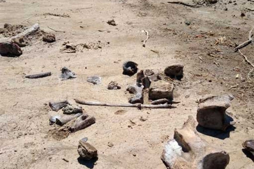 ELLITORAL_412552 |  Gentileza Juan Godoy Las piezas encontradas durante una jornada de pesca familiar
