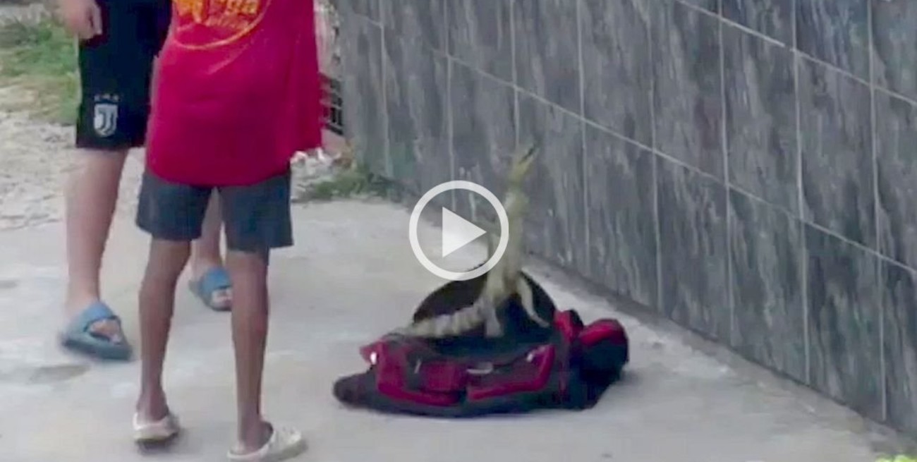 Video: Tenían un yacaré como mascota