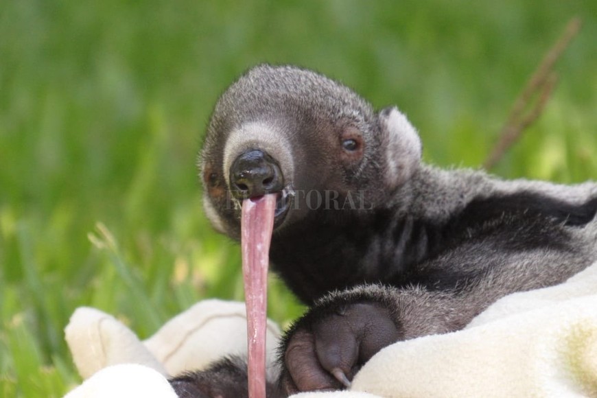 ELLITORAL_279810 |  Proyecto Iberá