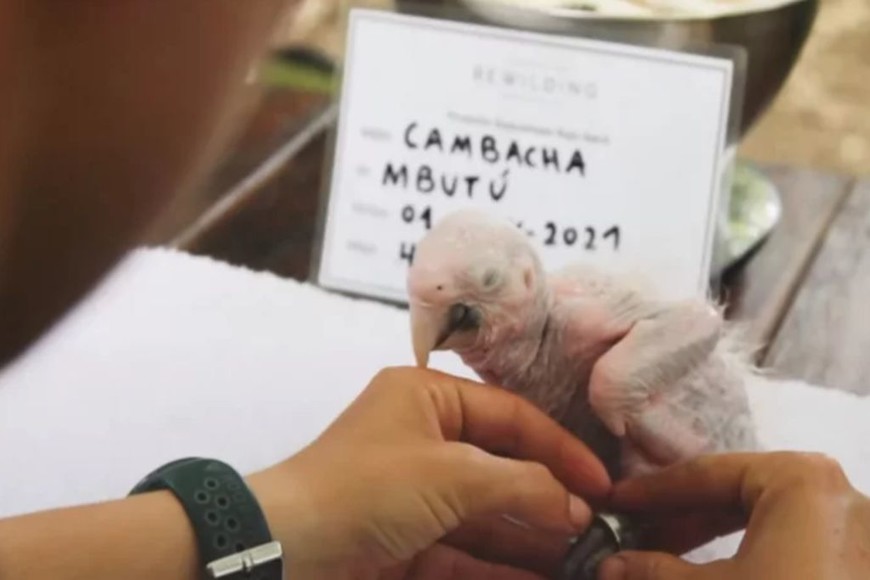 ELLITORAL_426904 |  Rewilding D.R