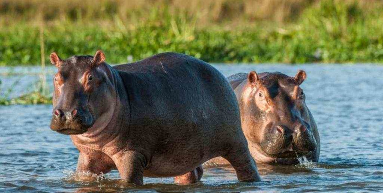 Los hipopótamos de Pablo Escobar recibieron el estatus de "persona jurídica"