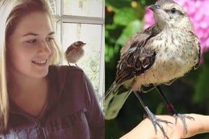 Instagram pipilacalandria