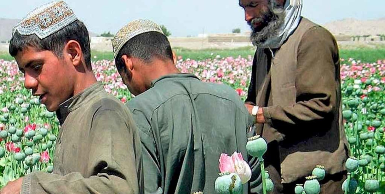 El precio del opio se triplicó en Afganistán tras la victoria talibán  