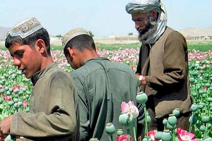 ELLITORAL_407565 |  Gentileza Un familia afgana trabaja en una plantación de opio en su país.