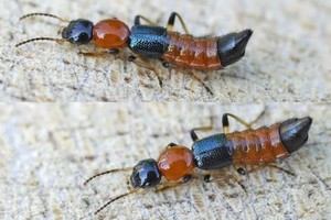 Archivo El Litoral El Paederus mide entre 7 y 14 milímetros y suele vivir en el follaje de los árboles y entre las plantas.