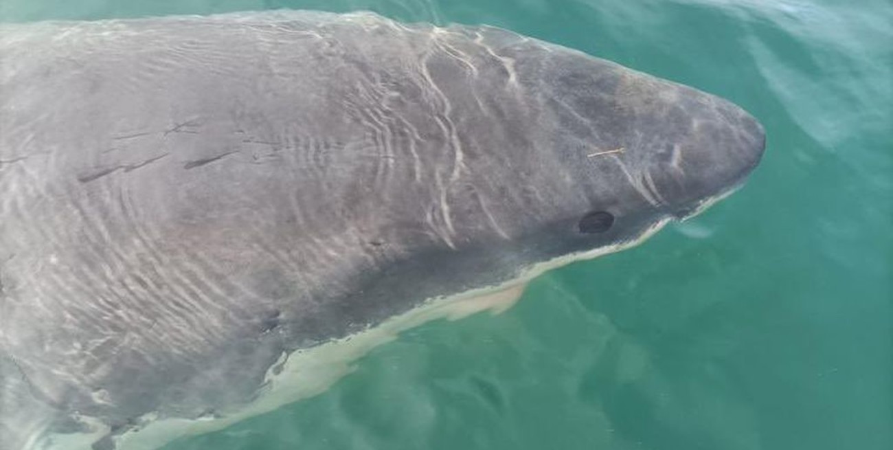 Video: avistaron un tiburón blanco en el puerto de A Coruña
