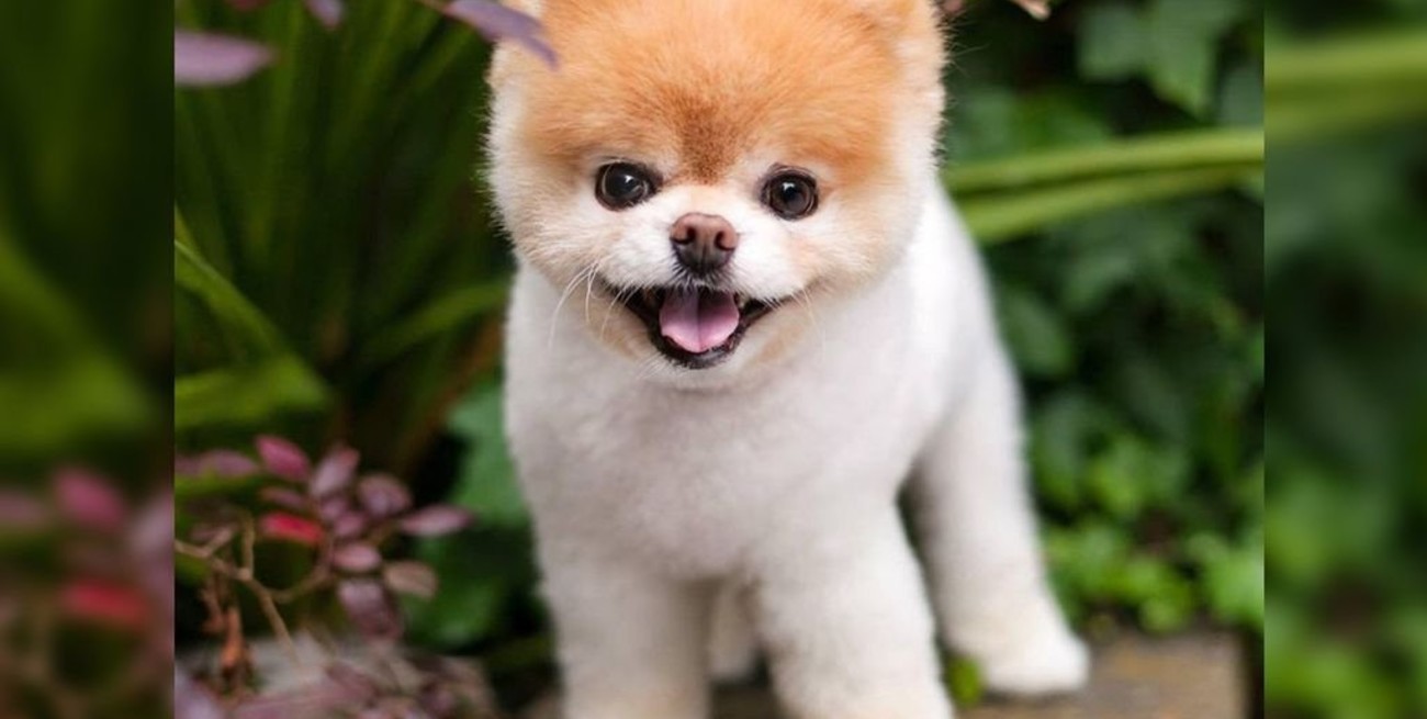 Falleció Boo, el perro más lindo del mundo