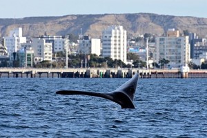 Twitter @Gus_Sastre - Intendente de Puerto Madryn