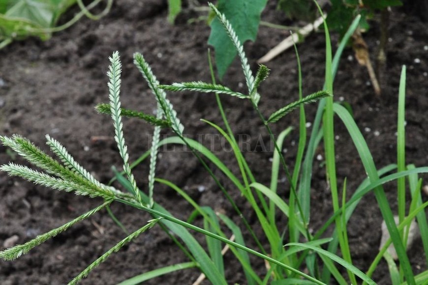 ELLITORAL_202129 |  Archivo En el pelotón. Según Aapresid,  un escalón más abajo  en el nivel de expansión, se ubicó la  Pata de Gallina  (Eleusine indica) resistente al glifosato.