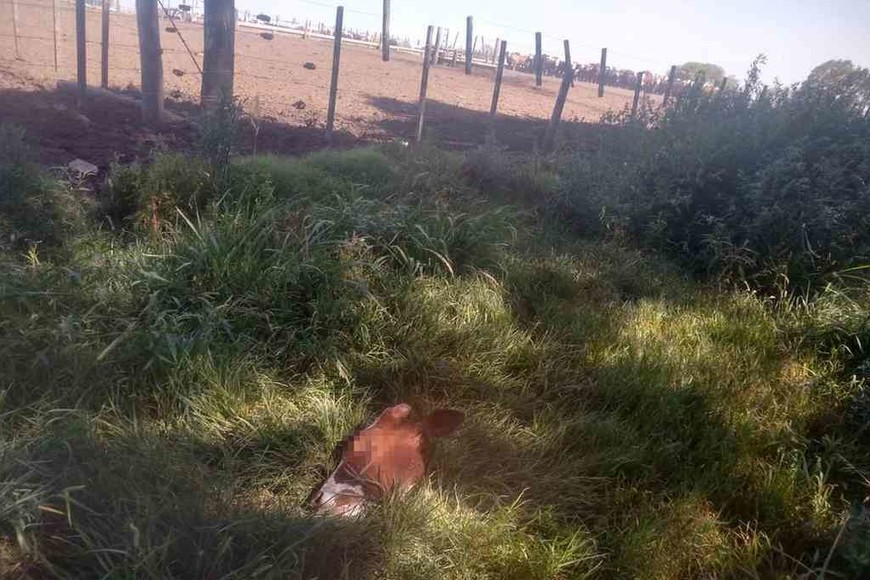 ELLITORAL_422702 |  Los Pumas Una cabeza de vaca fue hallada en un campo de la localidad de Videla, donde se concretó la faena clandestina.
