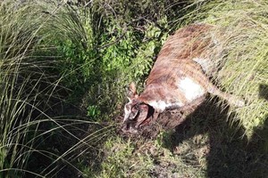 ELLITORAL_422221 |  Gentileza D.R