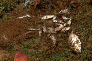 ELLITORAL_428314 |  Captura D.R