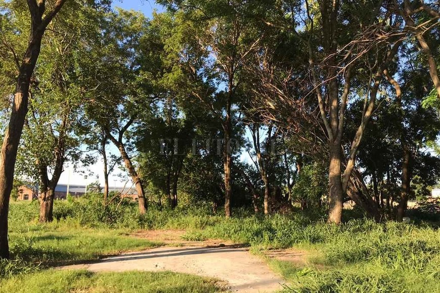 ELLITORAL_279939 |  Periodismo Ciudadano / WhatsApp Un vecino compartió las imágenes el sábado por la tarde.  Una mini selva, dentro del parque , expresó.