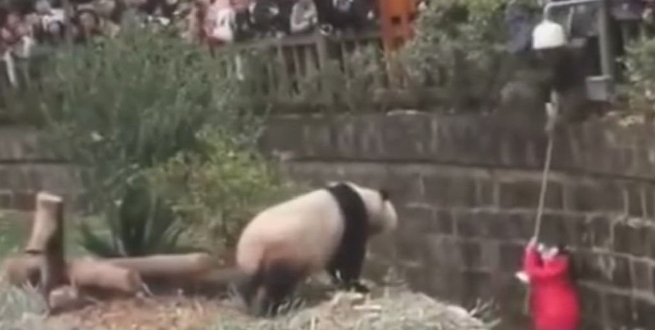 Video: Una niña causó pánico en China cuando se cayó al hábitad de los pandas