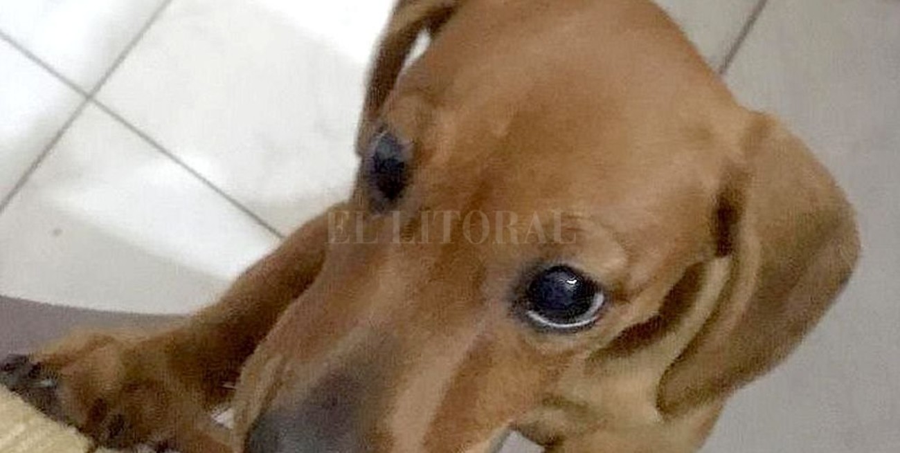 Video: así se robaron una cachorrita de perro "salchicha" por la que ofrecen recompensa