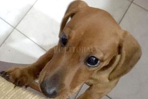 ELLITORAL_248964 |  Periodismo Ciudadano Kira tiene solo dos meses de vida.