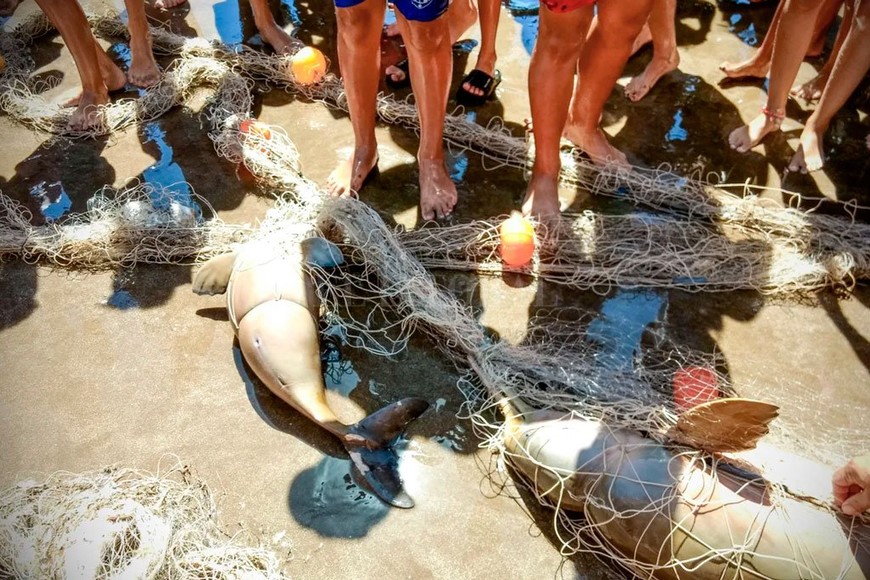 ELLITORAL_279931 |  Gentileza Mundo Marino